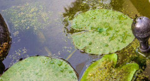 Why Regular Pond Cleaning Is Crucial for Your Garden's Ecosystem | AquaPro